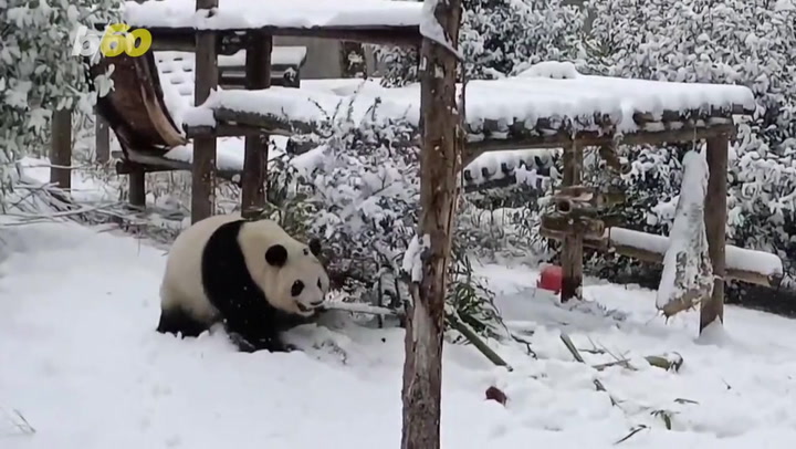 Powdery Pandas! Giant Pandas Frolic and Play in the Snow at Chinese Zoo!