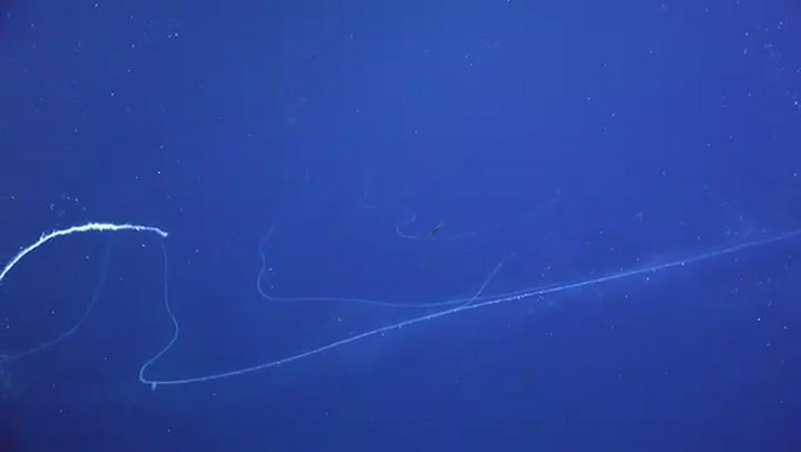 Filmaron en el fondo del mar el animal más largo jamás registrado