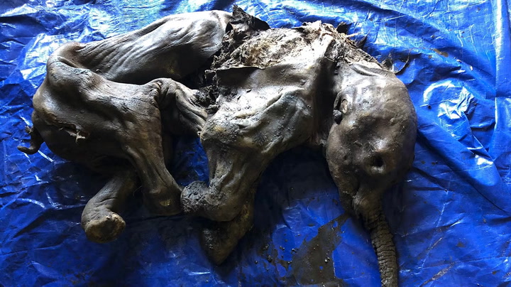 Mummified remains of 30,000 year old woolly mammoth found in Canada