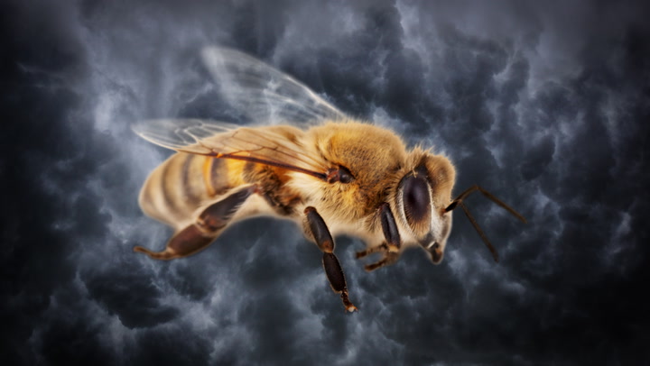 WHAT DO BEES AND THUNDERCLOUDS HAVE IN COMMON? MORE THAN YOU'D THINK