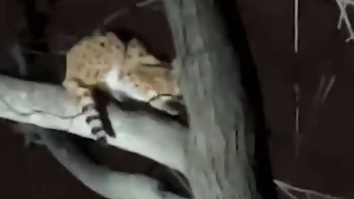 Cocaine cat: Wild serval 'on drugs' rescued in Ohio