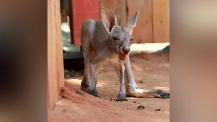 Baby joey pulls disgusted face after swallowing dirt