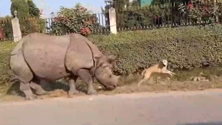 Panicked dog flees in fear after being woken up by huge rhino