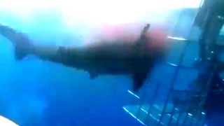 Video: Hvithaien biter - dør