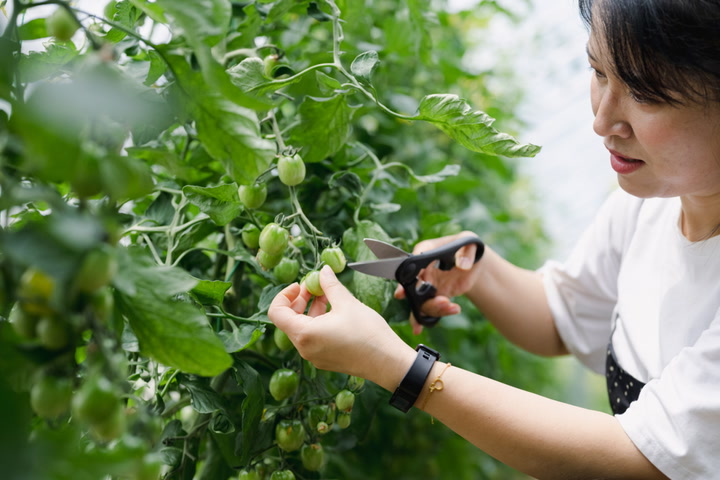 Pruning and Training Techniques for Maximum Tomato Production