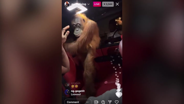Digga D: British rapper shouts at distressed orangutan ‘trapped’ in car