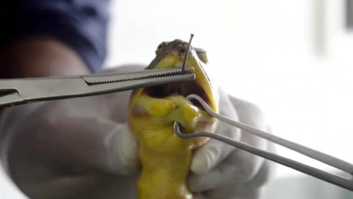 Vet saves turtle after removing a large metal hook from its nose