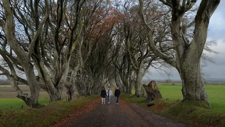 Trees Made Famous By Game Of Thrones  Could Disappear Within 15 Years  Original Video M245014
