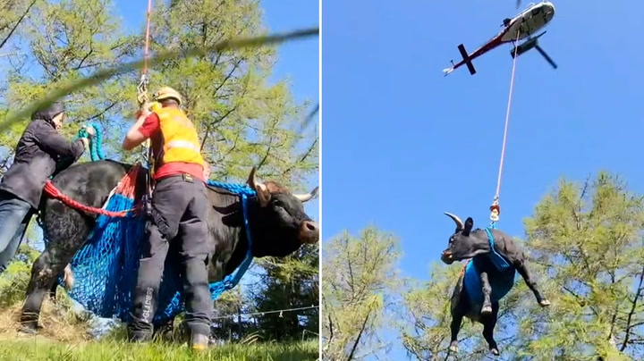 Cow named Goddess airlifted to safety after breaking leg in fight