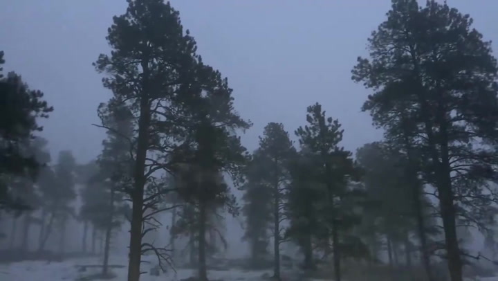 Freezing fog obscures forest amid wintry scene in Colorado