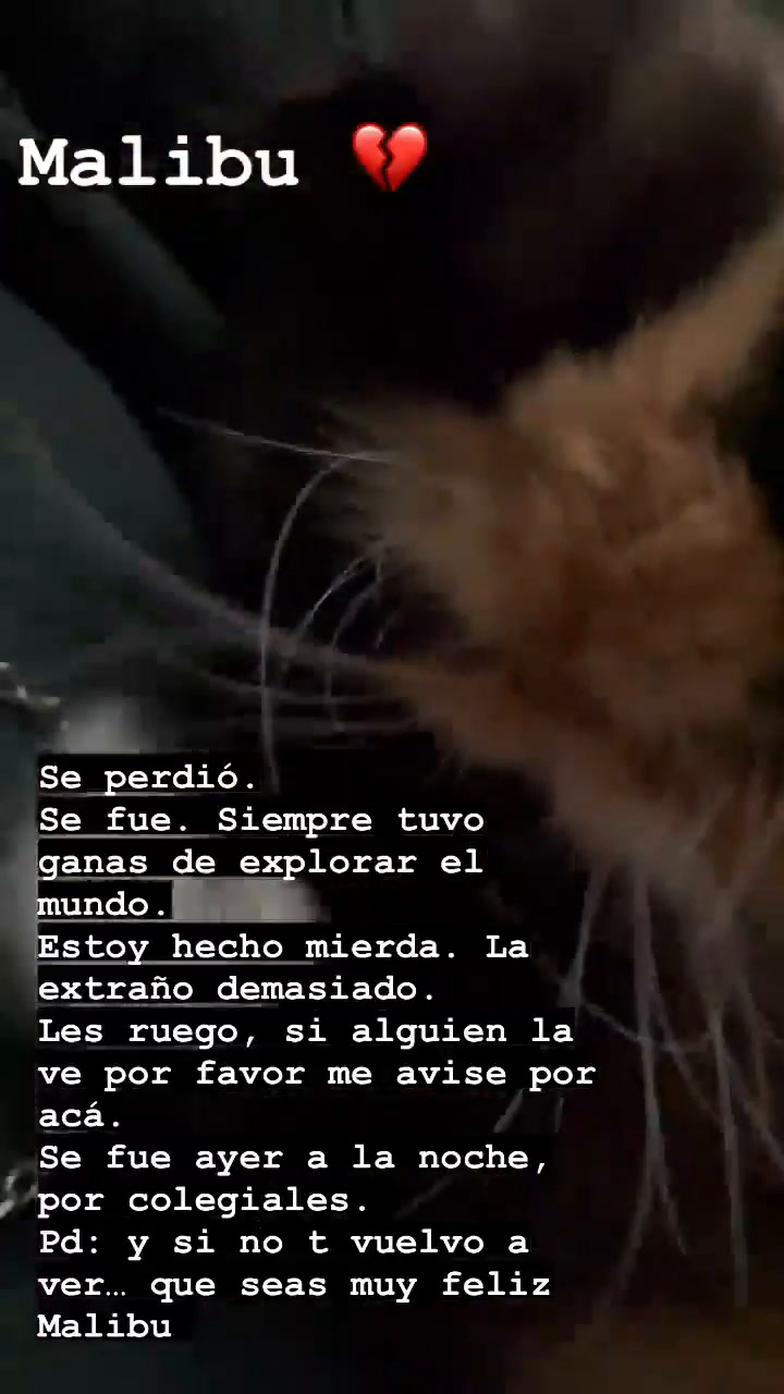 El desgarrador pedido de Juan Guilera tras perder a su gato