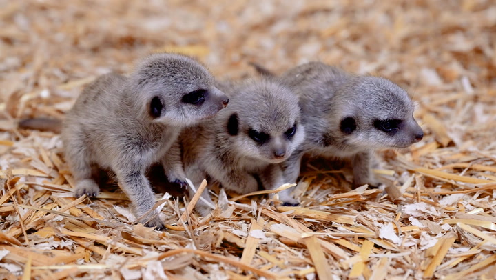 Three baby meerkats born at British safari park for the first time in almost a decade