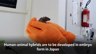 Human-animal hybrids to be developed in Japan after ban controversially  lifted | The Independent | The Independent