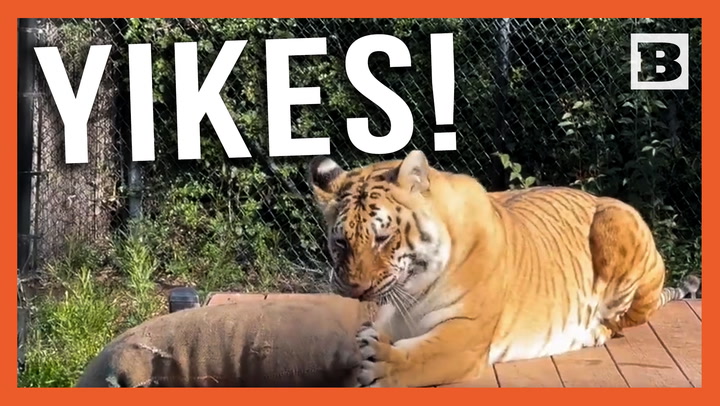 Yikes! Massive Tiger Mauls Beanbag at Oakland Zoo in California