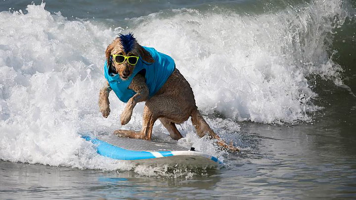 Dogs show off surfing skills to raise money for animal shelter