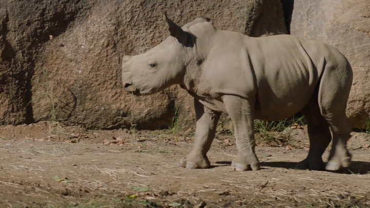 Neville: el nuevo rinoceronte blanco del San Diego Zoo Safari Park