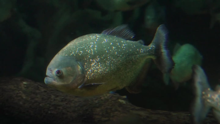 Forty red-bellied piranhas have made their debut at Chester Zoo_Original Video_m236821.mp4