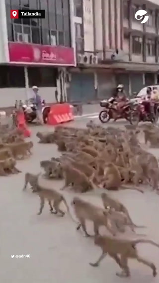 Espectacular invasión y pelea de monos en Tailandia