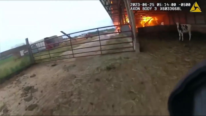 polica rescata vacas atrapadas en un granjero