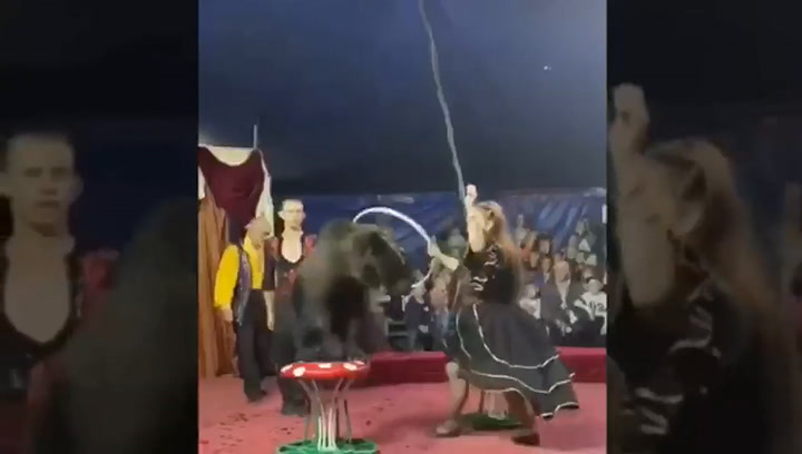 Un oso vestido con gorro y bufanda se enoja en el circo y ataca al entrenador