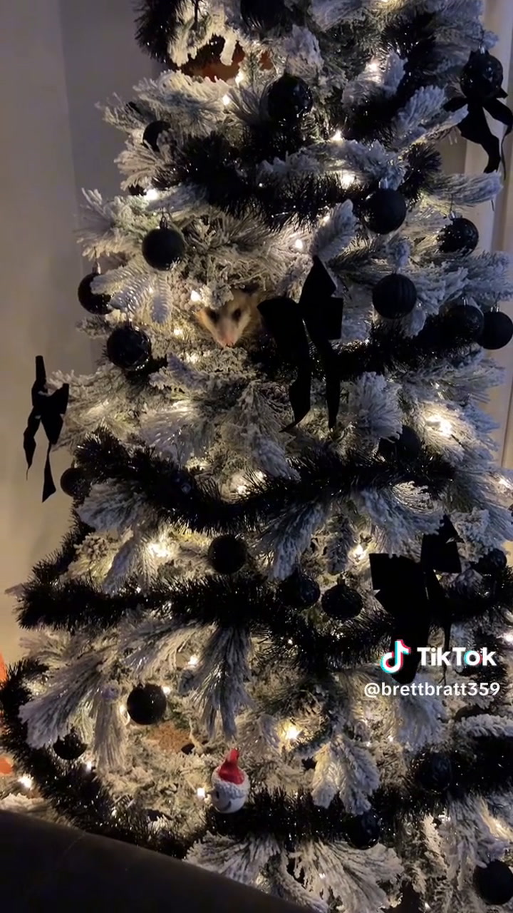 Una mujer armó el árbol de Navidad y lo que encontró en él la dejó en shock