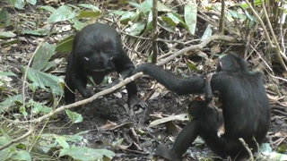 Filman por primera vez a un grupo de chimpancés haciendo un pozo para encontrar agua