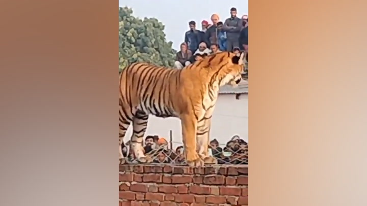 Tiger captured after wandering into Indian village and resting in front of crowd