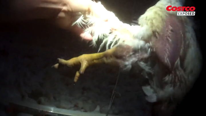 Una investigación encubierta reveló la realidad del icónico pollo rostizado de Costco