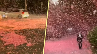 Furious 'petal-storm' creates blinding conditions during windy weather