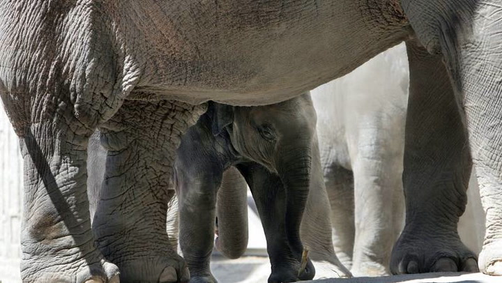Un agresivo virus mata a dos elefantes en Zúrich
