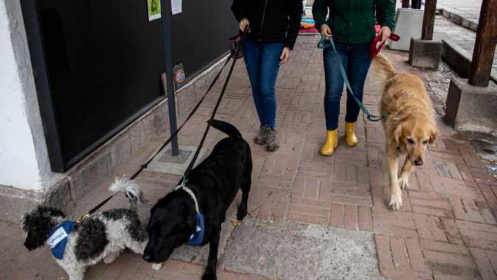 En Chile, los perros alivian el estrés de los estudiantes