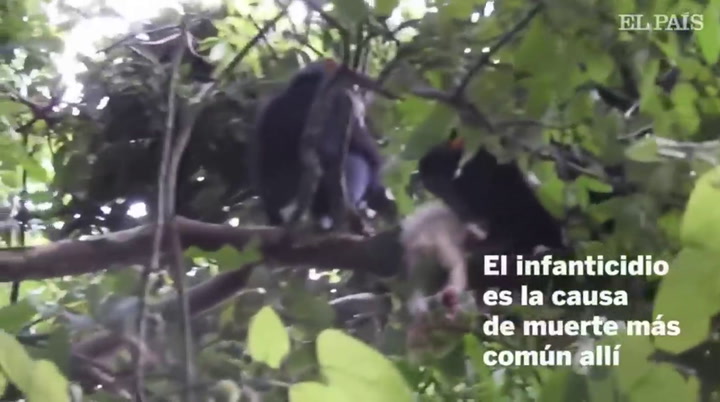 El brutal asesinato de una cría albina muestra la cruda realidad de los infanticidios entre chimpanc