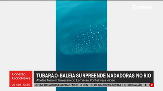 Un tiburón ballena sorprendió a un grupo de nadadores en Brasil