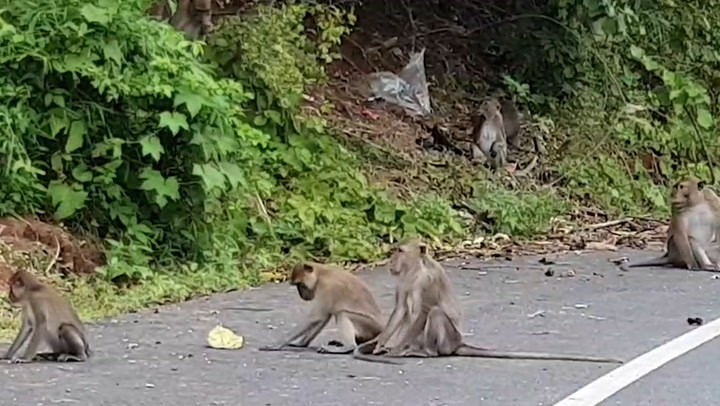 "ลิงแสม" ยกฝูงลงเขา ยึดถนนขออาหาร รถวิ่งผ่านหวั่นเกิดอุบัติเหตุ
