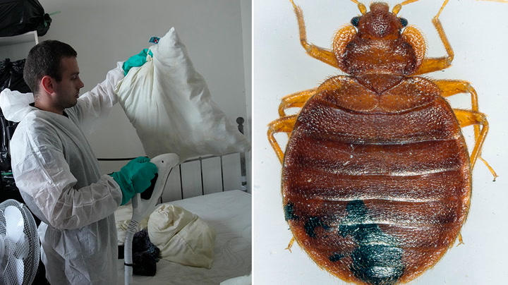 Pest control technician fumigates apartment as bedbug infestation sweeps Paris