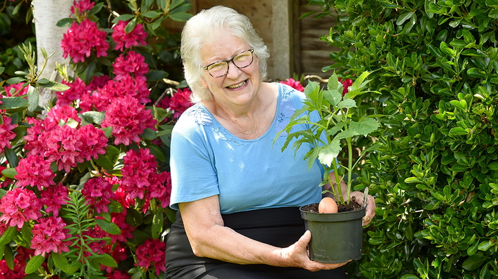 Elderly woman baffled after finding dozens of shop-bought eggs buried in her garden