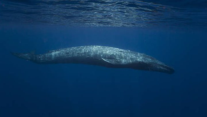 Blue Whales Make Comeback In Seychelles After Whaling Era