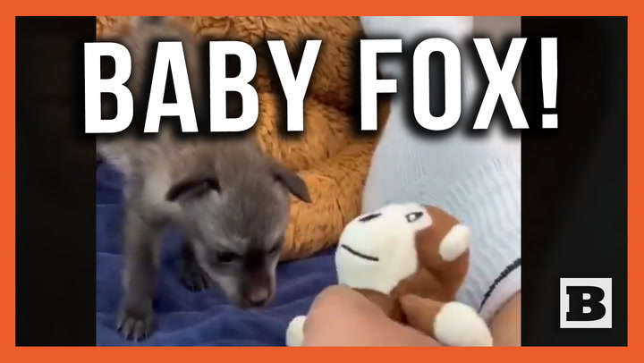 Playtime! Baby Bat-Eared Fox Plays in Cincinnati Zoo