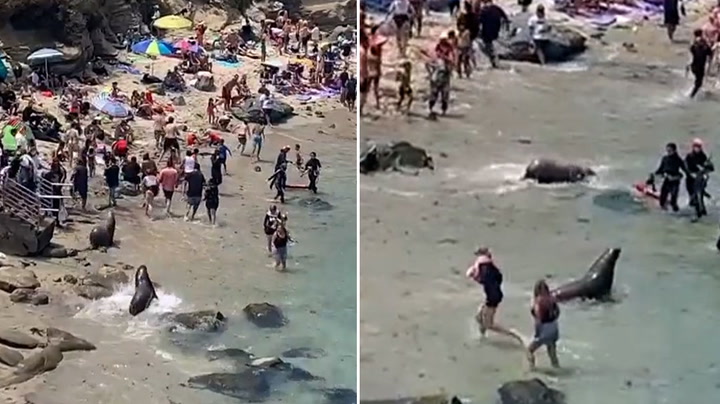 Sea lions chase sunbathers on California beach