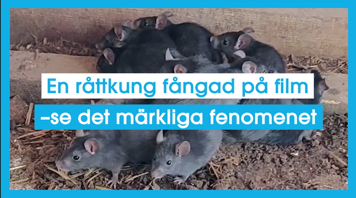 En råttkung fångad på film – se det märkliga fenomenet