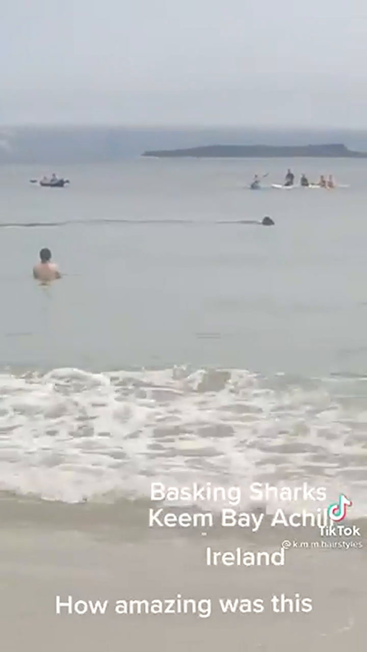 De Terror: un tiburón gigante acecha a gente en la playa