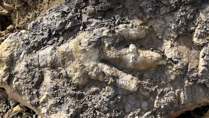 Record-breaking Yorkshire dinosaur print 'left 166 million years ago by resting creature'