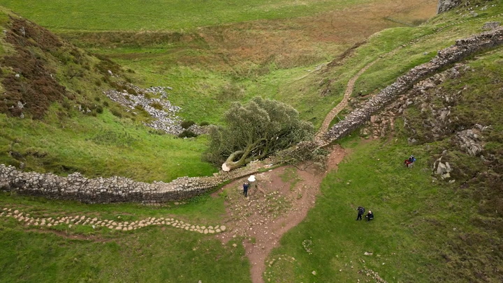 Sycamore Gap: Iconic tree at Hadrian's Wall chopped down in apparent act of vandalism