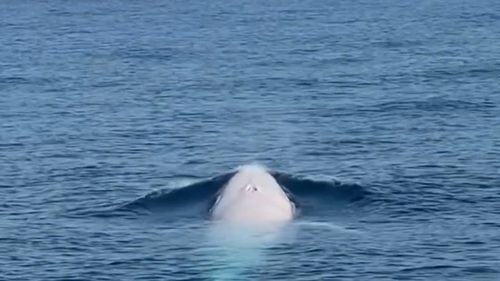Extremely rare white whale filmed off Thailand coast