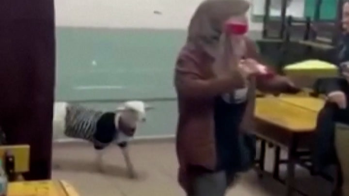 Turkey elections: Woman turns up to vote with pet lamb