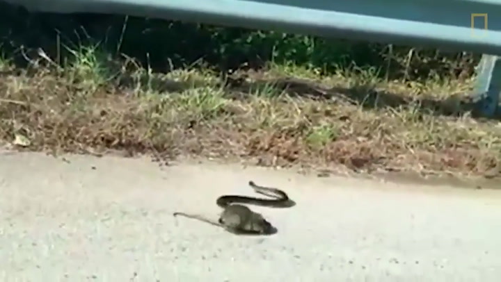 La mamá rata salva a su cría de ser devorada por una serpiente