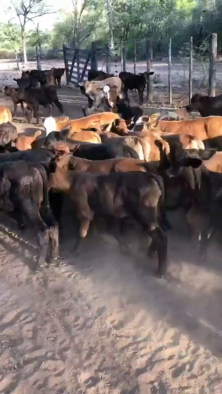 Vacas en Salta, a 30km de El Quebrachal