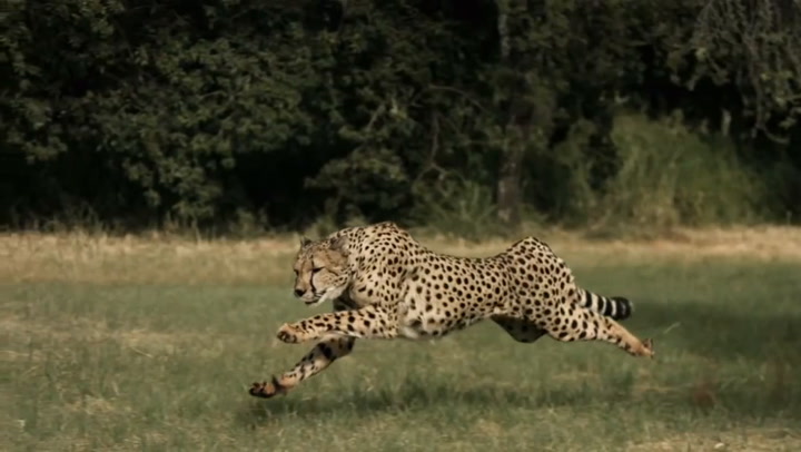 Bryan Habana vs el Cheetah, el mamífero terrestre más rápido del mundo - Fuente: Youtube