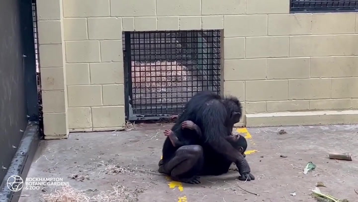 Baby chimp reunited with mother after being bitten by snake.mp4