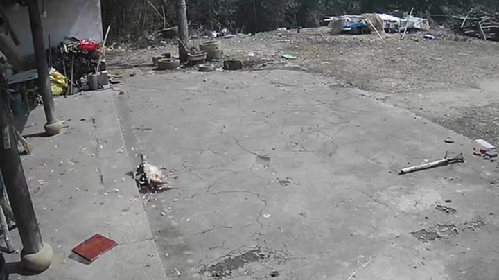 Eagle swoops down and catches hen in yard in China